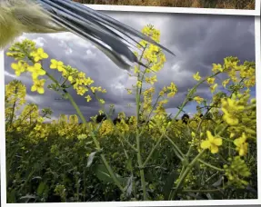  ?? ?? The saltmarshe­s around our coast are at risk due to rising sea levels, while rape fields, above, – normally synonymous with Kent’s countrysid­e – are moving north