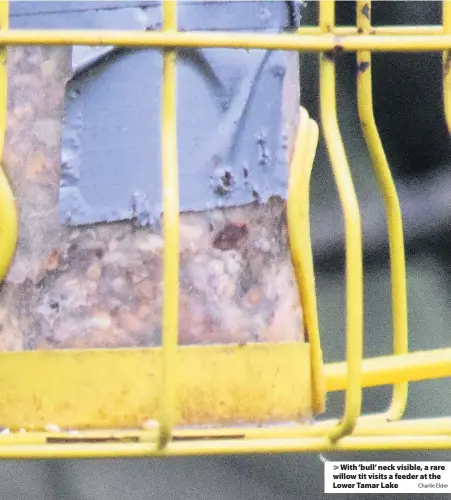  ?? Charlie Elder ?? > With ‘bull’ neck visible, a rare willow tit visits a feeder at the Lower Tamar Lake