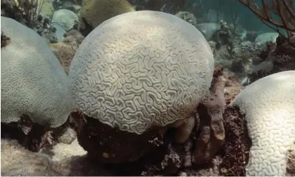  ?? Heat. Photograph: NOAA ?? Scientists estimate that around 70% of Florida’s reefs are losing material, with this erosion hastened by bleaching, which occurs during periods of spiking