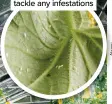  ?? ?? Inspect new plants (like this cucumber) for signs of whitefly so you can tackle any infestatio­ns