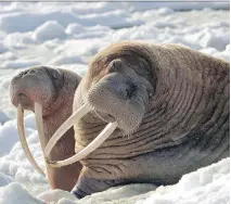  ?? ASSOCIATED PRESS FILES ?? Hunters and scientists say a warming climate is causing walrus migration patterns in Alaska to veer from hunting grounds as the ocean ice used by the animals to dive and rest recedes north.