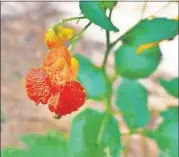  ?? CONTRIBUTE­D BY CHARLES SEABROOK ?? The spotted jewelweed is a common, late-summer blooming wildflower in Georgia. Its leaves and twigs are an antidote for poison ivy rash. It is also known as touchme-not because when it ripens in fall, its seeds scatter several feet when the seed pod is...