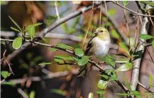  ?? Kathy Adams Clark ?? American goldfinche­s have arrived in the area thanks to freezing weather in the northern U.S. and southern Canada.