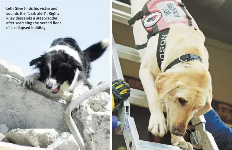  ?? ?? Left: Skye finds his victim and sounds the “bark alert”. Right: Riley descends a steep ladder after searching the second floor of a collapsed building.