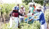  ?? ?? Angel of Hope Foundation patron First Lady Dr Auxillia Mnangagwa joined the former street children in harvesting tomatoes they grew at the skills developmen­t centre in Mbare