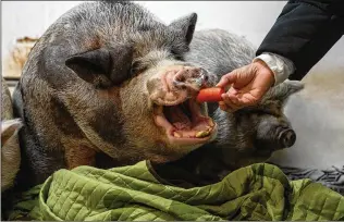  ?? LOREN HOLMES/ANCHORAGE DAILY NEWS/TNS ?? Sheila Pontier feeds a potbelly pig in her garage in November in Wasilla, Alaska. Pontier is the founder of Alaska Potbelly Pig Rescue.