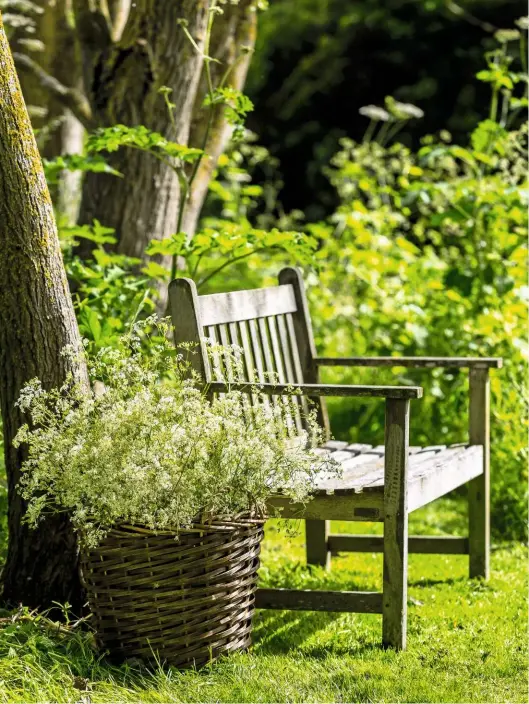  ??  ?? A froth of delicate creamy-white umbels and fernlike foliage spills out of a large rustic basket. It adds a burst of spring colour and gentle aniseed fragrance to enjoy from a sunny spot.