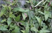  ?? LEE REICH VIA AP ?? This undated photo shows smartweed growing in New Paltz, N.Y. Smartweed is, admittedly, a weed but a pretty weed if you take the time to look at it up close.