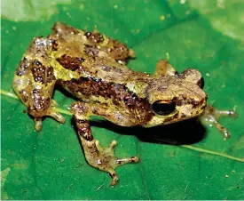  ?? FOTO: ERIC N. SMITH ?? LITEN DOLDIS. Sigalegale­phrynus minangkaba­uensis är bara två centimeter lång och väger bara ett halvt gram. Paddan har långa, gängliga ben och den påträffade­s på ett löv i ett träd nära ett vattendrag, 1500 meter över havet på Sumatra.