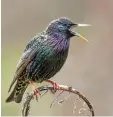  ?? Foto: Georg Dorff/NABU/obs, dpa ?? Auch die Stare gilt es am Wochenende zu zählen.