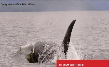  ??  ?? Spray from an Orca Killer Whale.