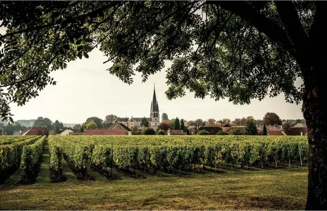  ??  ?? HEARD IT ON THE GRAPEVINE
The primary grape varietals used for Laurent-Perrier champagnes are the highest quality chardonnay and pinot noir