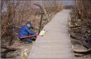  ?? PHOTO BY WILLIAM J. KEMBLE ?? Saugerties Lighthouse keeper Patrick Landewe works on a boardwalk leading to the structure in March 2019.