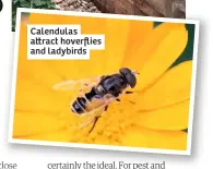  ??  ?? Calendulas a ract hoverflies and ladybirds