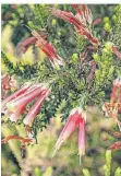  ?? ?? So schön blüht das südafrikan­ische Heidekraut Epacris versicolor.