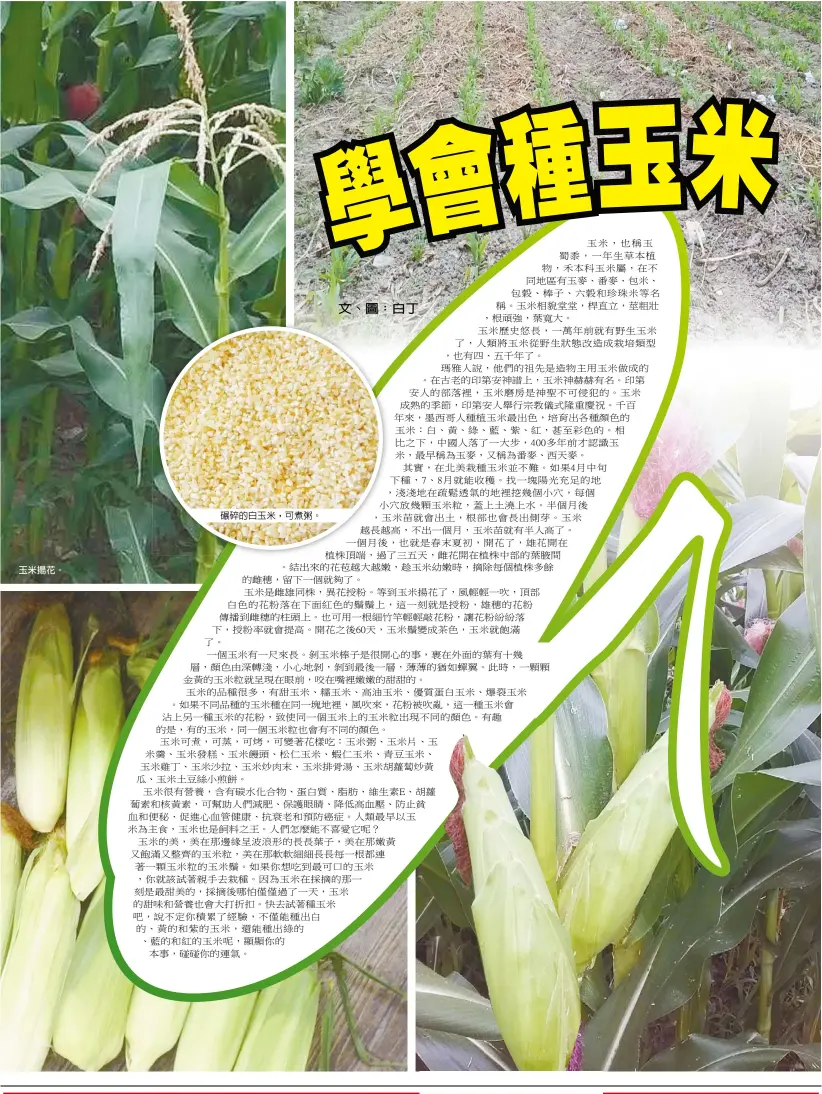  ??  ?? 玉米揚花。
碾碎的白玉米，可煮粥。