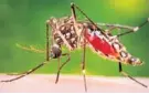  ?? JAMES GATHANY/AP ?? The Aedes aegypti mosquito, the primary transmitte­r of the Zika virus, ranges along the East Coast up to Connecticu­t.