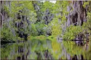  ?? Don Weir via Capitol Beat ?? The Okefenokee Swamp is seen here.