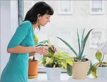  ?? GETTY ?? Houseplant­s, popular among millennial­s, have increasing­ly taken root on Instagram.