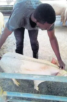  ?? PHOTO BY GARETH DAVIS SR ?? College of Agricultur­e, Science and Education student Rayon Gayle measuring a pig.