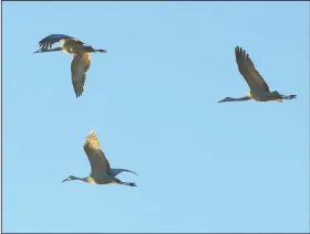  ?? (The Independen­t/Josh Salmon) ?? Some sandhill cranes enjoy the nice temperatur­es last week at the Crane Trust.