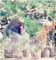  ?? ?? The Japanese macaque escaped from the Highland Wildlife Park in Kingussie