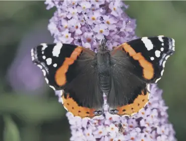  ??  ?? 0 Warmer winter weather has led to a rise in winter sightings of butterflie­s such as the red admiral