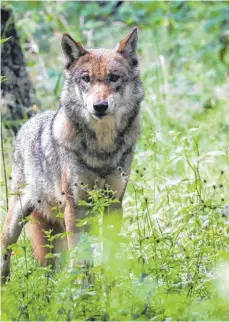  ?? FOTO: CHRISTIAN CHARISIUS/DPA ?? Streunt ein Wolf durch die Region? Ein Video aus Bad Wurzach könnte darauf hindeuten.