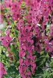  ?? Burpee Home Gardens ?? Archangel ‘Raspberry’ angelonia