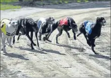  ?? ( photo archives C C 82) ?? Superbe course de Greyhounds