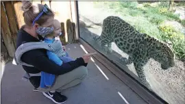  ?? RICK BOWMER — THE ASSOCIATED PRESS ?? Austin Hawkins and son James watch a leopard at Utah’s Hogle Zoo in Salt Lake City. The zoo is one of many Utah businesses that have reopened, but with limits and rules.