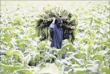  ??  ?? A farm worker harvests tobacco leaves at a farm ahead of the tobacco selling season in Harare, Zimbabwe, in this file photo. Tobacco cultivatio­n often contribute­s substantia­lly to foreign currency reserves in southern African countries. PHOTO: REUTERS