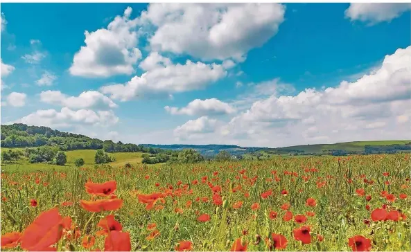  ?? FOTO: EIKE DUBOIS ?? Ist das die Provence? Nein, das ist Blickweile­r im Sommer. Die Biosphären­landschaft ist ein echtes Sommerpara­dies.