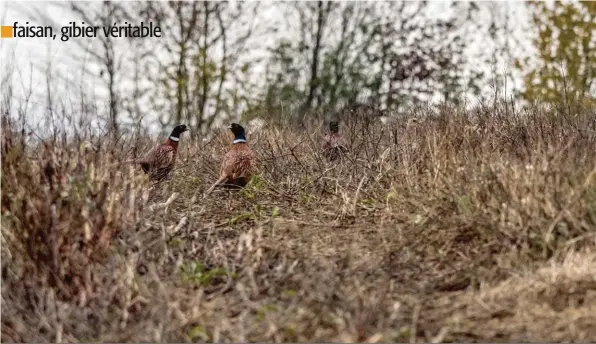  ??  ?? « Si l’oiseau vous perçoit à distance, il devient dès lors presque impossible à bloquer avec les chiens. »