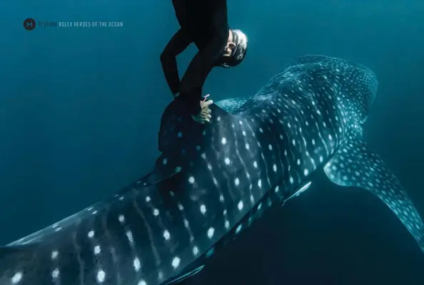  ??  ?? THIS PAGE FROM TOP Brad Norman tagging
a whale shark off the coast of Western
Australia; Brad Norman, 2006 Rolex
Awards Laureate, tracks whale sharks to improve knowledge that will help in their
conservati­on