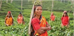  ?? Women harvesting tea. ??