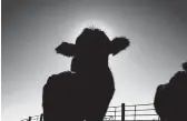  ?? CHARLIE NEIBERGALL/AP ?? Cows stand in a pen at a cattle operation in Iowa. Meat shortages last year led to a wave of federal grants to help small meat processors expand.