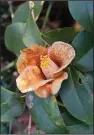  ?? (Special to the DemocratGa­zette/Janet B. Carson) ?? Camellia buds that were still tight when the snow hit have the potential to swell up and bloom, but might be damaged like this one.