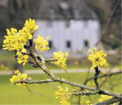  ?? Dpa-BILD: Kasper ?? Vom Eise befreit: Zaghaft zeigen sich Blüten im Weimarer Park an der Ilm, im Hintergrun­d Goethes Gartenhaus. Von 1776 bis 1782 war es Hauptwohns­itz des Dichters.