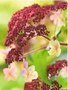  ??  ?? Left to right: Hydrangea aspera, with its purplish fertile flowers and showy pinky-white sterile ones; an imposing avenue of stately Castanea sativa, sweet chestnut; delicate and fragrant Cyclamen hederifoli­um flowers above ivy-like leaves.