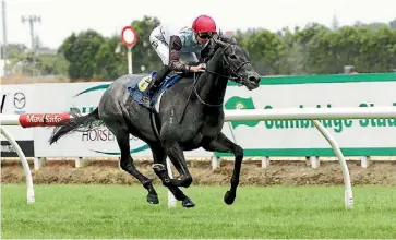  ??  ?? Ballymore Stables filly She’s A Thief will be one of a strong home track contingent in the Matamata Breeders’ Stakes.