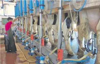  ?? ?? El uso de toros mejoradore­s para lograr vacas más productiva­s y con resistenci­a a problemas está favorecien­do a la lechería.