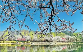  ?? LIU XIANGUO / XINHUA ?? Colorful blossoms in the Beijing Botanical Garden on March 22.