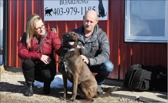  ?? NEWS FILE PHOTO ?? Seven-year-old Fila de Sao Miguel Rubble gets pets and love from his new family, Jayne and Kevin Heinrich.