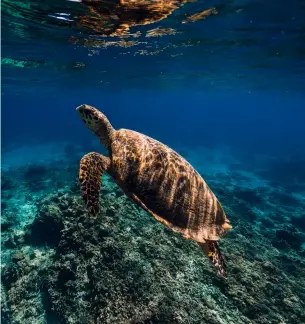  ?? ?? A sea turtle at Minicoy Island