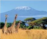  ?? GETTY IMAGES ?? Mt Kilimanjar­o is one of the big icons of mountain trekking and Africa’s highest peak.