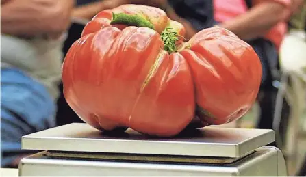  ?? JOHN DAMIANO VIA AP ?? This large tomato was entered into the Great Long Island Tomato Challenge competitio­n in Farmingdal­e, N.Y., in 2019.