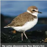  ?? ?? The author discovered the New World’s first Kentish Plover, pictured here, in Connecticu­t in October 2004. It could have come across the Atlantic from Europe or arrived from Asia via the Pacific route.
