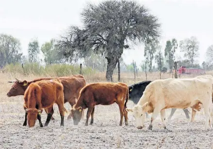  ?? FOTOS: LEÓN ALVARADO ?? Ganaderos están comenzando a sufrir la falta de agua