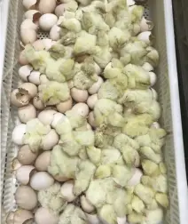  ??  ?? Do your research, and ask the right questions before you purchase your new chicks.